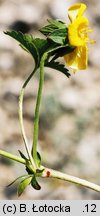 Potentilla reptans