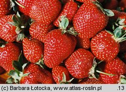 Fragaria xananassa