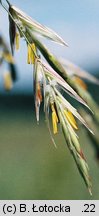 Bromus inermis