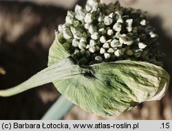 Allium porrum