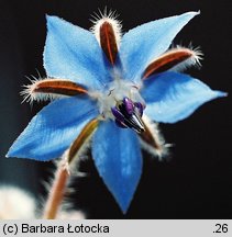 Borago officinalis (ogórecznik lekarski)