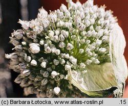 Allium porrum