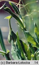 Lathyrus odoratus