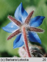 Borago officinalis (ogórecznik lekarski)