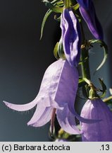 Campanula rapunculoides