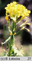 Erysimum pieninicum (pszonak pieniński)