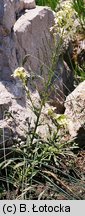 Erysimum wittmannii