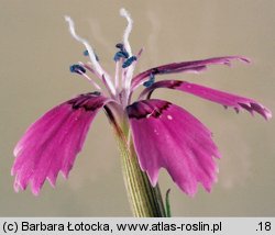 Dianthus deltoides