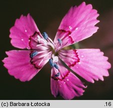 Dianthus deltoides