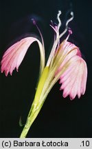 Dianthus deltoides