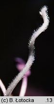 Dianthus deltoides