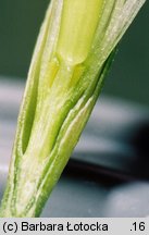 Dianthus deltoides