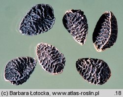 Nigella damascena (czarnuszka damasceńska)