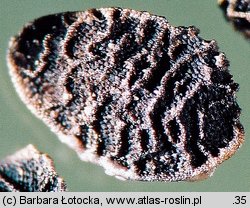 Nigella damascena (czarnuszka damasceńska)