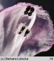 Lamium maculatum (jasnota plamista)