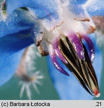 Borago officinalis (ogórecznik lekarski)