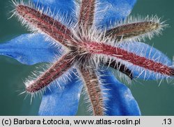 Borago officinalis (ogórecznik lekarski)