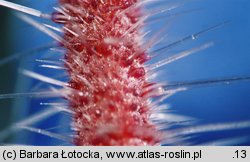 Borago officinalis (ogórecznik lekarski)