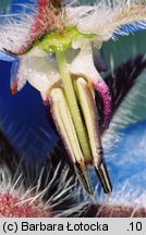 Borago officinalis (ogórecznik lekarski)