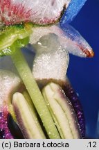 Borago officinalis (ogórecznik lekarski)