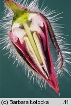 Borago officinalis (ogórecznik lekarski)