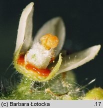 Rhus typhina (sumak octowiec)