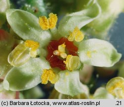 Rhus typhina (sumak octowiec)