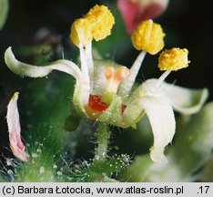 Rhus typhina (sumak octowiec)