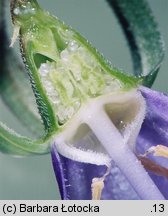 Campanula rapunculoides