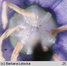 Campanula rapunculoides