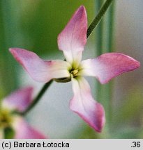 Matthiola longipetala