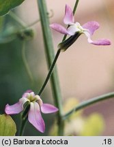 Matthiola longipetala