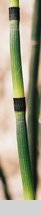 Equisetum hyemale