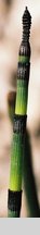 Equisetum hyemale