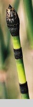 Equisetum hyemale