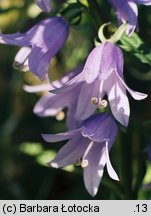 Campanula rapunculoides