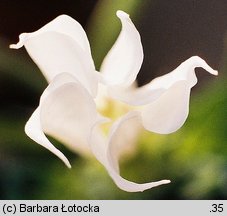 Datura stramonium (bieluń dziędzierzawa)