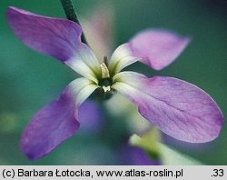 Matthiola longipetala