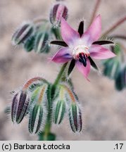 Borago officinalis (ogórecznik lekarski)