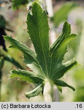 Eryngium planum (mikołajek płaskolistny)