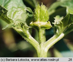 Datura stramonium (bieluń dziędzierzawa)