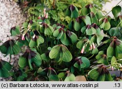 Oxalis tetraphylla (szczawik czterolistny)