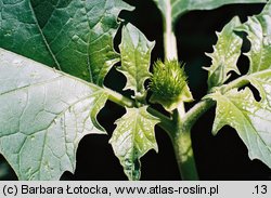 Datura stramonium (bieluń dziędzierzawa)