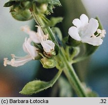 Ocimum basilicum (bazylia pospolita)