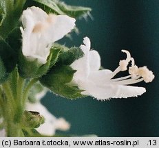 Ocimum basilicum (bazylia pospolita)