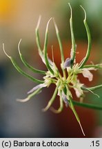 Coronilla varia