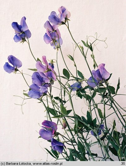 Lathyrus odoratus