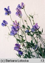 Lathyrus odoratus