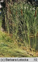 Typha angustifolia