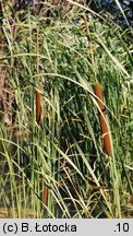 Typha angustifolia